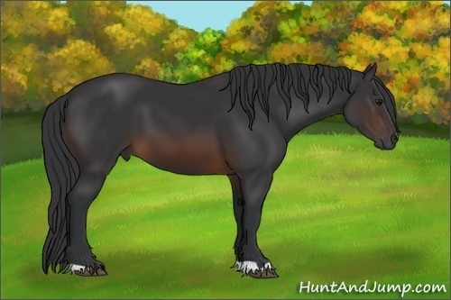 Horse Color:Brown 