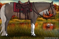 Horse Color:Silver Black Sabino Tobiano Rabicano