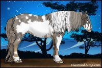Horse Color:White Spotted Chocolate Palomino Roan Frame Rabicano