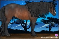 Horse Color:Brown Rabicano 