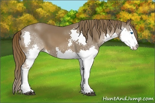 Horse Color:Liver Chestnut Splash