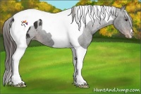 Horse Color:Liver Chestnut Tobiano Appaloosa 