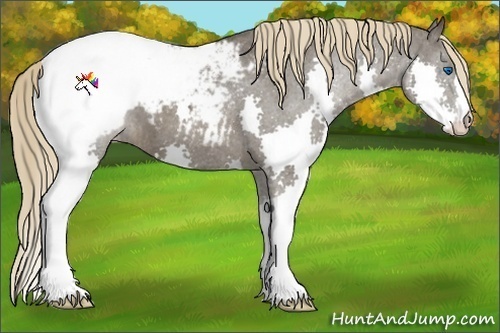 Horse Color:Liver Chestnut Splash Appaloosa 