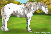 Horse Color:Liver Chestnut Splash Appaloosa 