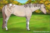 Horse Color:Bay Dun Tobiano Appaloosa Rabicano 