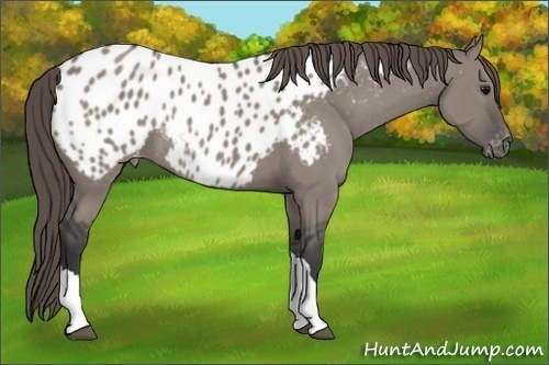 Horse Color:Grullo Appaloosa Rabicano 