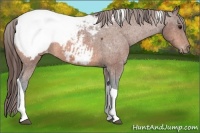Horse Color:Bay Tobiano Appaloosa 