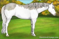 Horse Color:Silver Smoky Blue Roan Sabino Splash Rabicano 