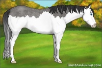 Horse Color:Blue Roan Splash Rabicano 