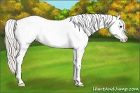 Horse Color:White Spotted Silver Bay Appaloosa Rabicano