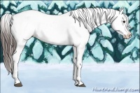 Horse Color:Bay Appaloosa Rabicano 