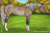 Horse Color:Silver Bay Dun Rabicano 