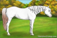 Horse Color:Bay Dun Sabino Appaloosa Rabicano