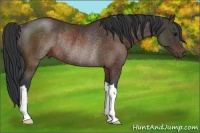 Horse Color:Brown Rabicano 