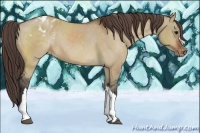 Horse Color:Bay Dun Varnish Rabicano 