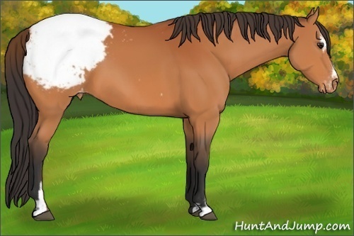 Horse Color:Bay Sabino Appaloosa