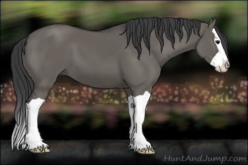 Horse Color:Grullo Splash 