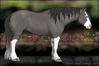 Horse Color:Grullo Splash