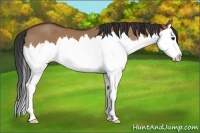 Horse Color:Bay Dun Splash 