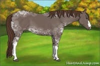 Horse Color:Liver Chestnut Ice 