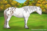 Horse Color:Brown Dun Appaloosa 