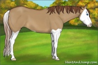 Horse Color:Red Dun Splash