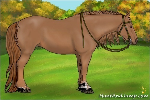 Horse Color:Chestnut Sabino