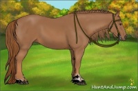 Horse Color:Chestnut Sabino