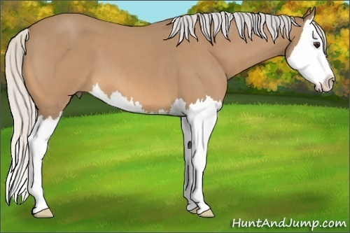 Horse Color:Silver Buckskin Roan Splash