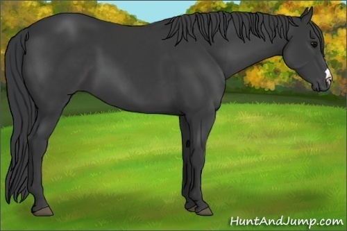 Horse Color:Black 