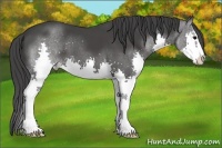 Horse Color:Black Sabino Splash