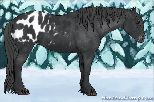 Horse Color:Black Appaloosa 