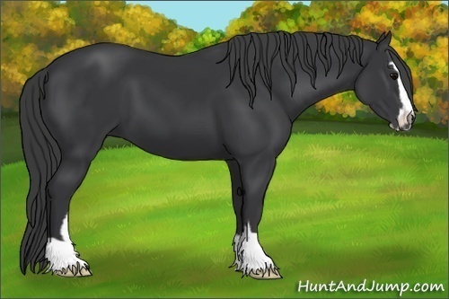 Horse Color:Black Sabino