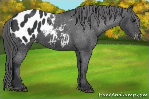 Horse Color:Black Appaloosa 