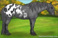 Horse Color:Black Appaloosa