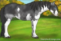 Horse Color:Black Splash