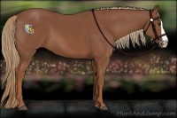 Horse Color:Chestnut Splash 