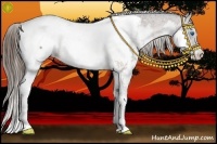 Horse Color:Bay Splash Appaloosa 