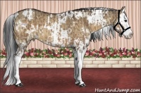 Horse Color:White Spotted Bay Dun Splash  and White Spotted Bay Dun Splash 