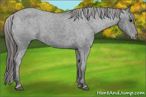 Horse Color:Black Appaloosa Rabicano