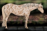 Horse Color:Chestnut Varnish Rabicano