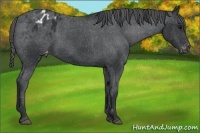 Horse Color:Black Appaloosa Rabicano 