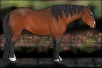 Horse Color:Brown Sabino Rabicano 