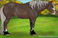 Horse Color:Silver Brown Sabino Rabicano 