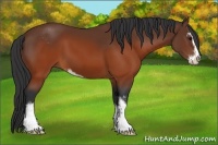 Horse Color:Brown Sabino