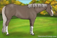 Horse Color:Silver Blue Roan Splash