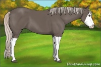 Horse Color:Silver Black Splash