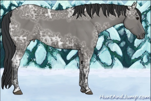 Horse Color:Grullo Ice 