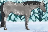 Horse Color:Grullo Ice 