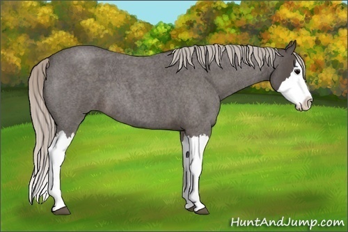 Horse Color:Silver Blue Roan Splash